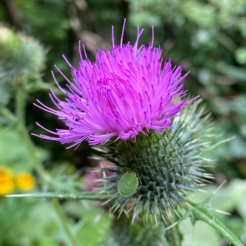 purpleflower of the milkthistle liver health