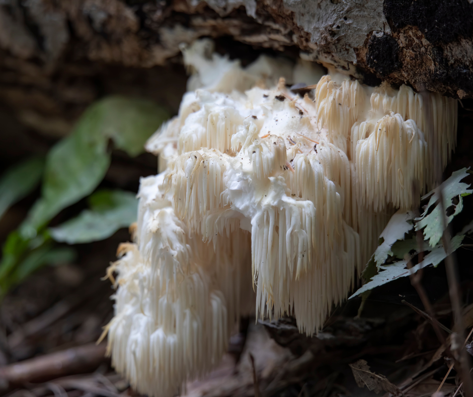 Lion’s mane growing original habitat, brain-health
