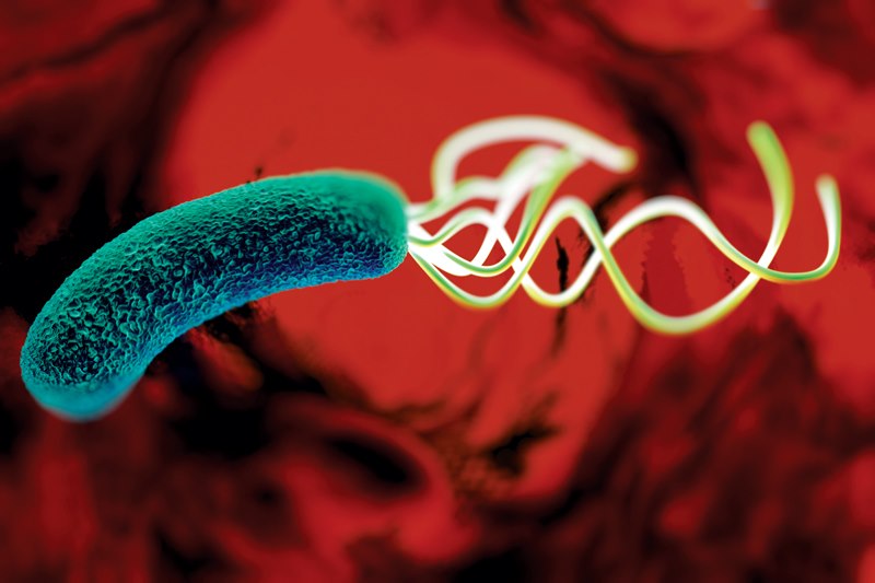 Heliobacter pylori