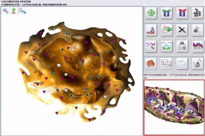 Epstein-Barr Virus en chronische vermoeidheid