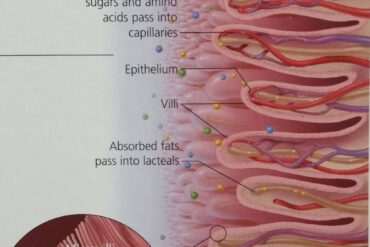 Epstein-Barr Virus en chronische vermoeidheid