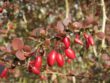 Berberine-branch-blossom-plant-fruit-berry