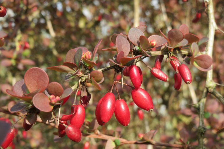Berberine-branch-blossom-plant-fruit-berry