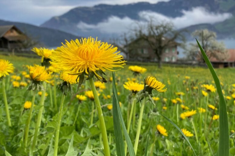 Paardenbloemen in een groene weide, met een achtergrond van bergen en wolken, symboliserend de natuurlijke kracht van kruiden zoals paardenbloem voor een gezonde lever.